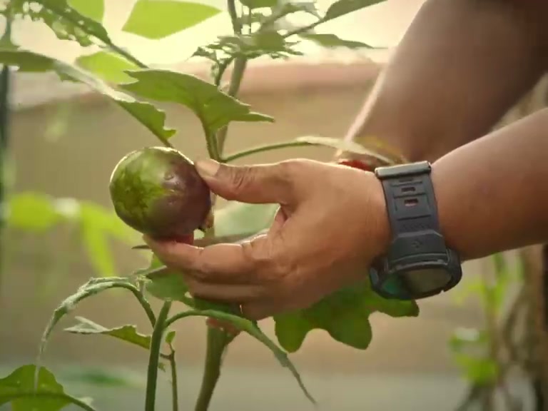 Design & build