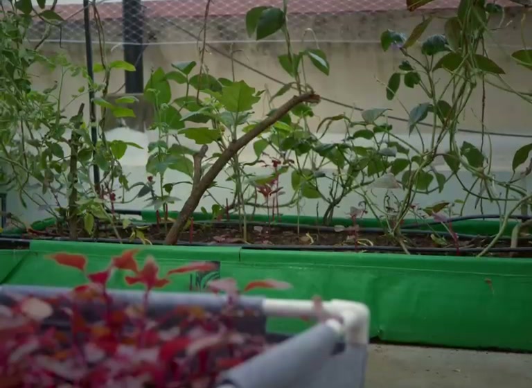 Opening the mesh panel of a rooftop grow tunnel to reveal rows of leafy greens