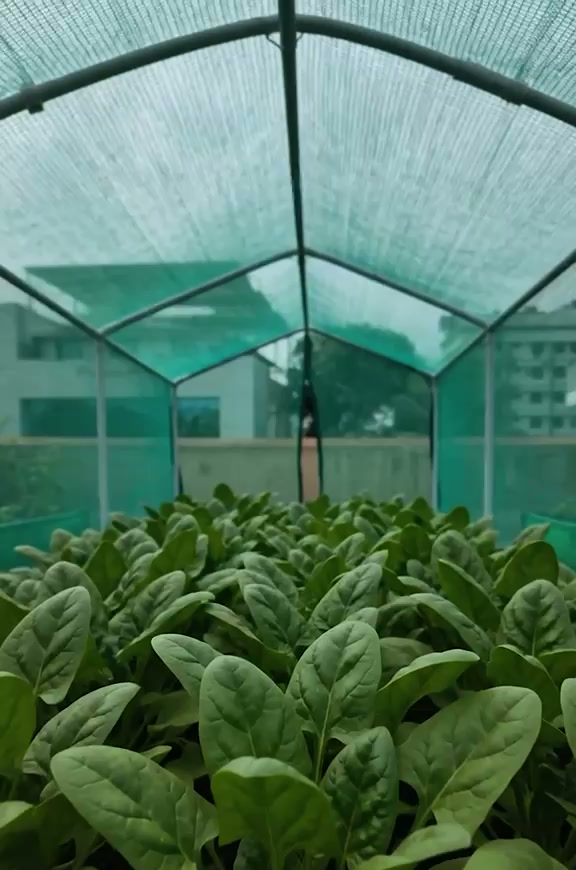 Interior of a mesh polyhouse structure with rows of leafy greens